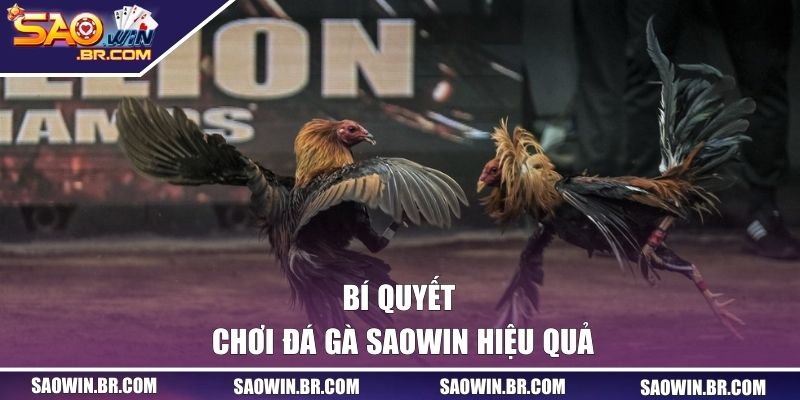 Đá Gà SAOWIN - Cá Cược Chân Thực Với Tỷ Lệ Thưởng Hấp Dẫn 3 Bí quyết chơi đá gà SAOWIN hiệu quả cho người mới lẫn cao thủ