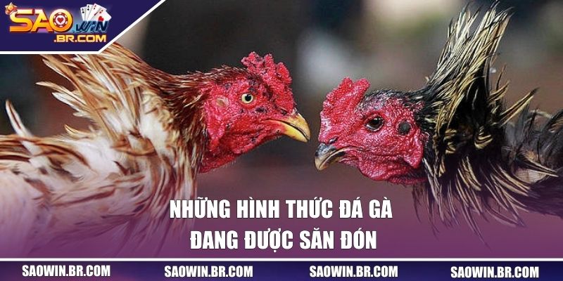 Đá Gà SAOWIN - Cá Cược Chân Thực Với Tỷ Lệ Thưởng Hấp Dẫn 2 Những hình thức cá cược đang được săn đón
