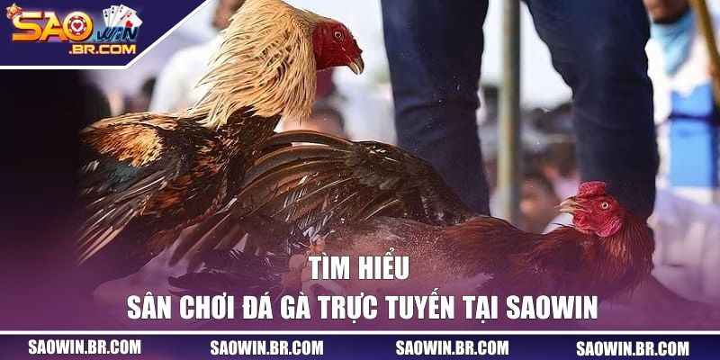 Đá Gà SAOWIN - Cá Cược Chân Thực Với Tỷ Lệ Thưởng Hấp Dẫn 1 Tìm hiểu về sân chơi đá gà trực tuyến tại SAOWIN