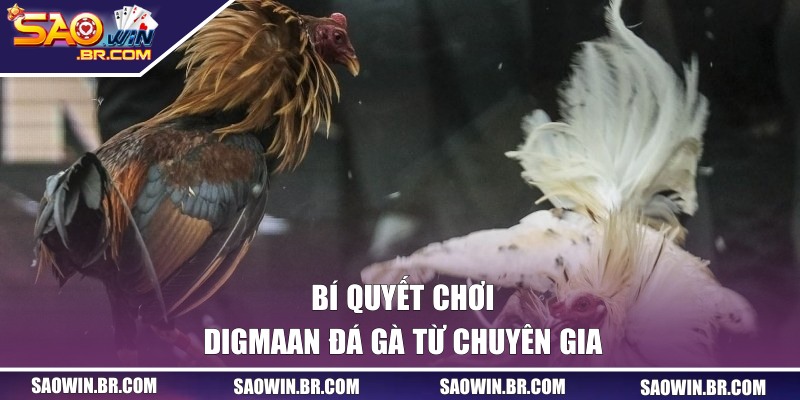 Digmaan Đá Gà - Trải Nghiệm Hấp Dẫn Tại Cổng SAOWIN 3 Bí quyết chơi Digmaan đá gà từ chuyên gia