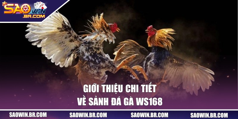 Đá Gà WS168 - Sảnh Game Ăn Khách Nhất Tại Cổng SAOWIN 1 Giới thiệu chi tiết về sảnh đá gà WS168