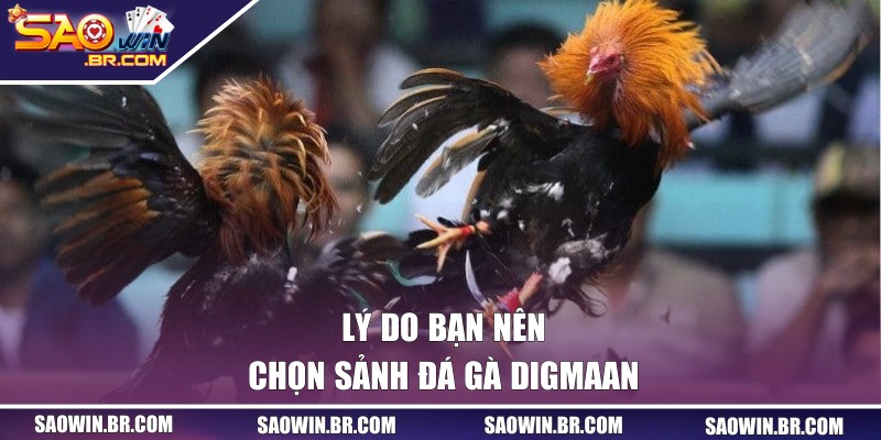 Digmaan Đá Gà - Trải Nghiệm Hấp Dẫn Tại Cổng SAOWIN 2 Lý do bạn nên chọn sảnh đá gà Digmaan
