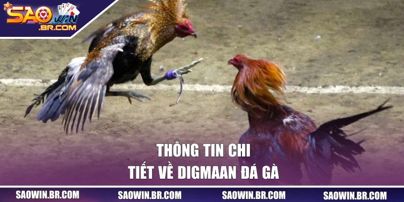 Digmaan Đá Gà - Trải Nghiệm Hấp Dẫn Tại Cổng SAOWIN 1 Thông tin chi tiết về Digmaan đá gà